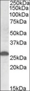 Anti-Apom antibody produced in goat affinity isolated antibody, buffered aqueous solution