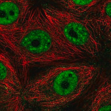 Anti-SF3B4 antibody produced in rabbit Prestige Antibodies&#174; Powered by Atlas Antibodies, affinity isolated antibody