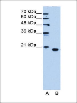 Anti-PEBP1 antibody produced in rabbit IgG fraction of antiserum