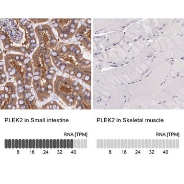 Anti-PLEK2 antibody produced in rabbit Prestige Antibodies&#174; Powered by Atlas Antibodies, affinity isolated antibody, buffered aqueous glycerol solution