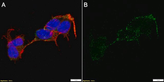 Anti-CHRM4 Antibody, clone 18C7.2 ZooMAb&#174; Mouse Monoclonal recombinant, expressed in HEK 293 cells