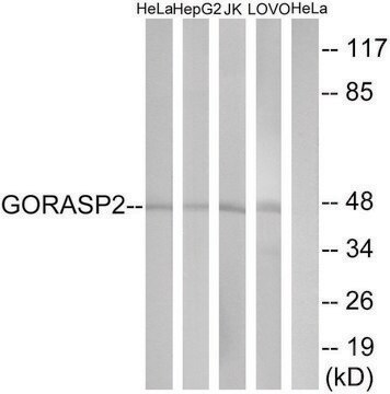 Anti-GORASP2 antibody produced in rabbit affinity isolated antibody