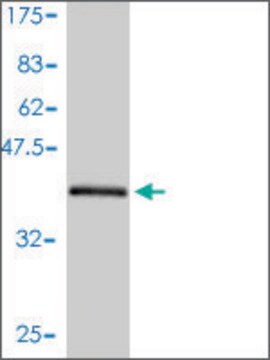 Monoclonal Anti-ARL5A antibody produced in mouse clone 1F12-1A6, purified immunoglobulin, buffered aqueous solution