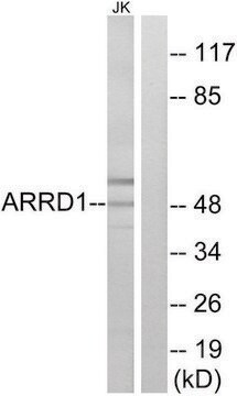 Anti-ARRD1 antibody produced in rabbit affinity isolated antibody