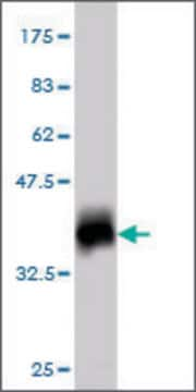 Monoclonal Anti-ATP5G1 antibody produced in mouse clone 1A12, purified immunoglobulin, buffered aqueous solution