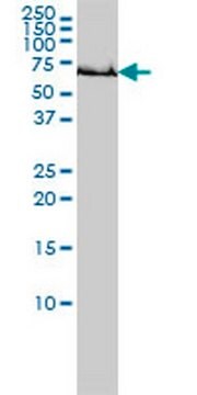 Anti-GCLC Mouse mAb (3H1) liquid, clone 3H1, Calbiochem&#174;