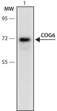 Anti-COG6 (291-305) antibody produced in rabbit IgG fraction of antiserum