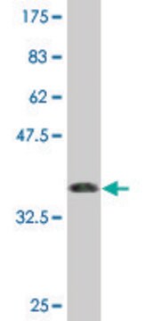 Monoclonal Anti-C9ORF103 antibody produced in mouse clone 3B7, purified immunoglobulin, buffered aqueous solution