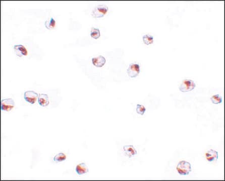 Anti-SAE2 antibody produced in rabbit affinity isolated antibody, buffered aqueous solution