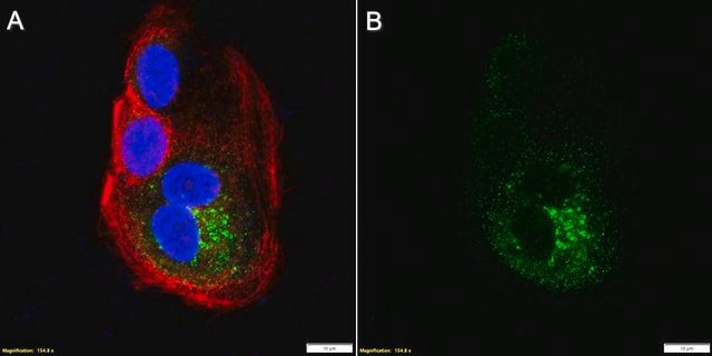 Anti-Trop2 Antibody, clone 2G10 ZooMAb&#174; Mouse Monoclonal recombinant, expressed in HEK 293 cells