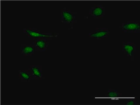 Monoclonal Anti-EIF1AY antibody produced in mouse clone 1B4, purified immunoglobulin, buffered aqueous solution