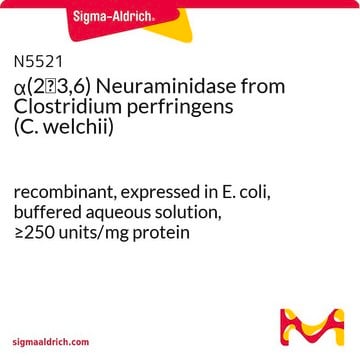 &#945;(2&#8594;3,6) Neuraminidase from Clostridium perfringens (C.&nbsp;welchii) recombinant, expressed in E. coli, buffered aqueous solution, &#8805;250&#160;units/mg protein