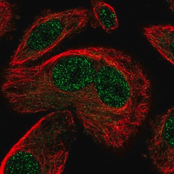 Anti-SNAPC3 antibody produced in rabbit Prestige Antibodies&#174; Powered by Atlas Antibodies, affinity isolated antibody