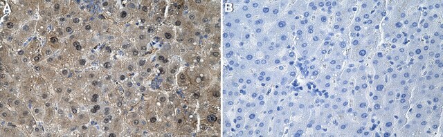 Anti-Nur77/NR4A1 Antibody, clone 1F2 ZooMAb&#174; Rabbit Monoclonal recombinant, expressed in HEK 293 cells