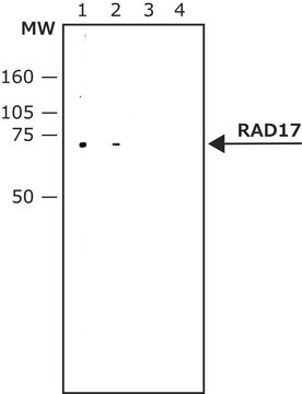 Anti-RAD17 (N-terminal) antibody produced in rabbit IgG fraction of antiserum, buffered aqueous solution