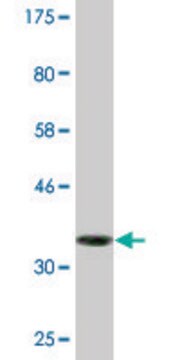 Monoclonal Anti-NUBP1, (C-terminal) antibody produced in mouse clone 2B11, purified immunoglobulin, buffered aqueous solution