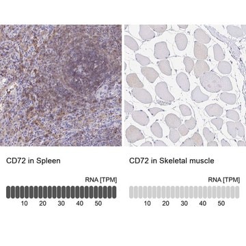 Anti-CD72 antibody produced in rabbit Prestige Antibodies&#174; Powered by Atlas Antibodies, affinity isolated antibody, buffered aqueous glycerol solution