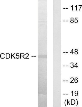 Anti-CDK5R2 antibody produced in rabbit affinity isolated antibody