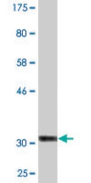 Monoclonal Anti-COL25A1 antibody produced in mouse clone 1D2, purified immunoglobulin, buffered aqueous solution