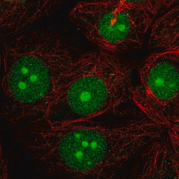 Anti-LDOC1 antibody produced in rabbit Prestige Antibodies&#174; Powered by Atlas Antibodies, affinity isolated antibody