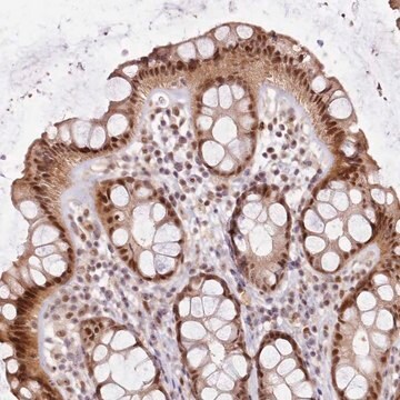 Anti-LGALSL antibody produced in rabbit Prestige Antibodies&#174; Powered by Atlas Antibodies, affinity isolated antibody, buffered aqueous glycerol solution