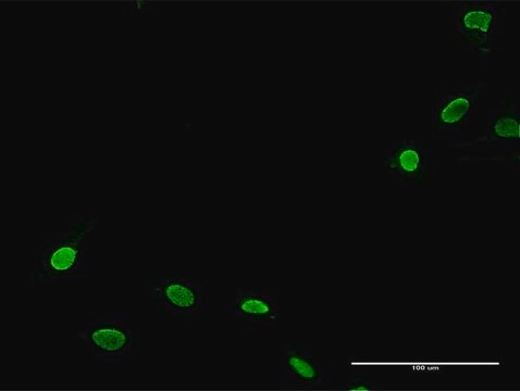 Anti-TNNI3K antibody produced in rabbit purified immunoglobulin, buffered aqueous solution