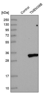 Anti-TMEM38B antibody produced in rabbit Prestige Antibodies&#174; Powered by Atlas Antibodies, affinity isolated antibody, buffered aqueous glycerol solution