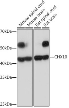 Anti-CHX10 Antibody, clone 4Z4R2, Rabbit Monoclonal