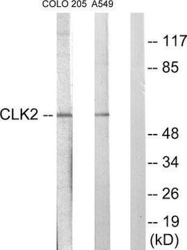 Anti-CLK2 antibody produced in rabbit affinity isolated antibody