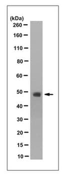 Anti-TBX1 Antibody, clone 7E12.1 culture supernatant, clone 7E12.1, from mouse