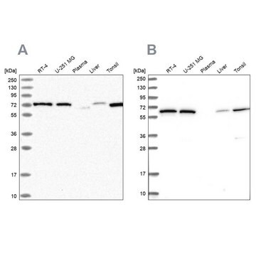 Anti-POLR3E antibody produced in rabbit Prestige Antibodies&#174; Powered by Atlas Antibodies, affinity isolated antibody