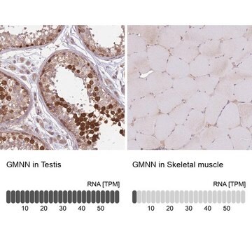 Anti-GMNN antibody produced in rabbit Prestige Antibodies&#174; Powered by Atlas Antibodies, affinity isolated antibody, buffered aqueous glycerol solution