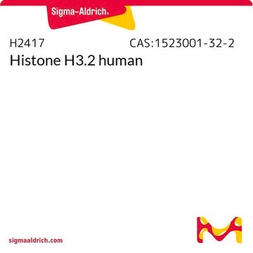 Histone H3.2 human