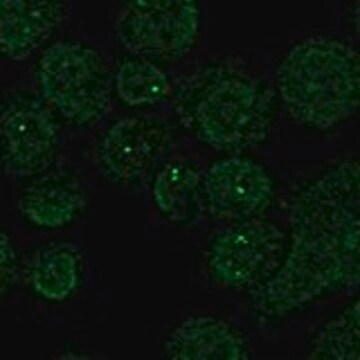 Anti-CHN2 antibody produced in rabbit Prestige Antibodies&#174; Powered by Atlas Antibodies, affinity isolated antibody, buffered aqueous glycerol solution