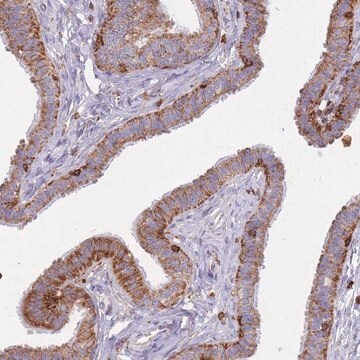 Anti-MRPL54 antibody produced in rabbit Prestige Antibodies&#174; Powered by Atlas Antibodies, affinity isolated antibody, buffered aqueous glycerol solution