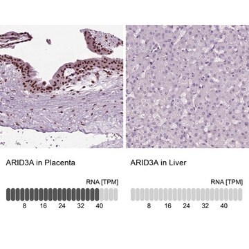 Anti-ARID3A Prestige Antibodies&#174; Powered by Atlas Antibodies, affinity isolated antibody