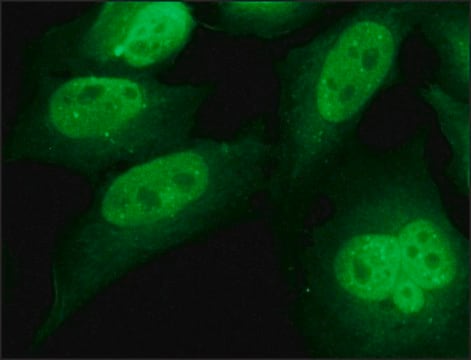 Anti-INCENP antibody produced in rabbit IgG fraction of antiserum, buffered aqueous solution