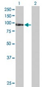 Anti-TAF1C antibody produced in rabbit purified immunoglobulin, buffered aqueous solution