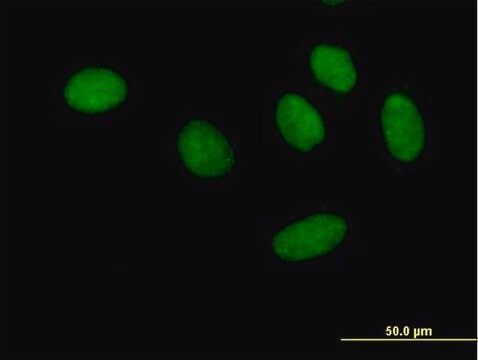 Anti-GTF2F1 antibody produced in mouse purified immunoglobulin, buffered aqueous solution