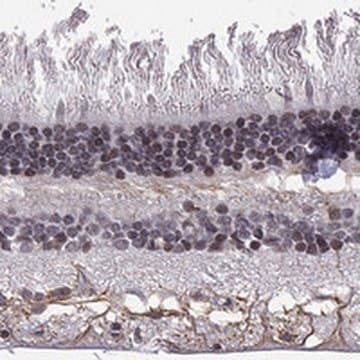 Anti-MTNR1B antibody produced in rabbit Prestige Antibodies&#174; Powered by Atlas Antibodies, affinity isolated antibody, buffered aqueous glycerol solution