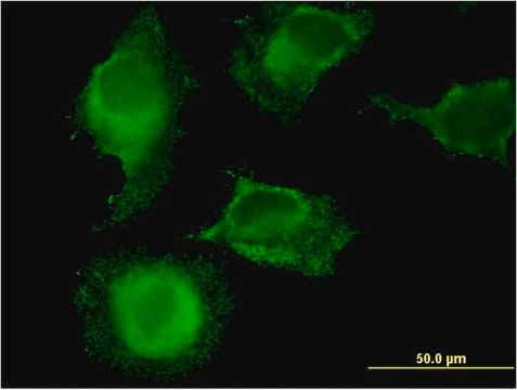 Monoclonal Anti-MARCH9, (C-terminal) antibody produced in mouse clone 2B5, purified immunoglobulin, buffered aqueous solution