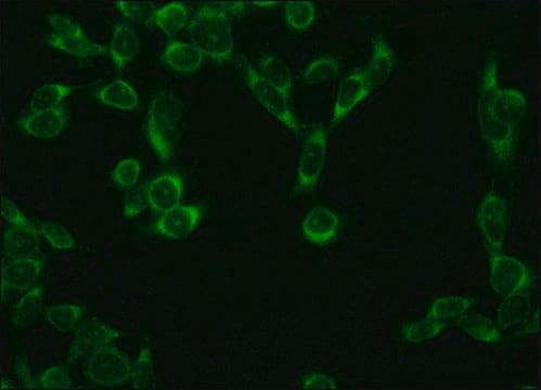 Monoclonal Anti-&#946;-COP antibody produced in mouse clone M3A5, ascites fluid