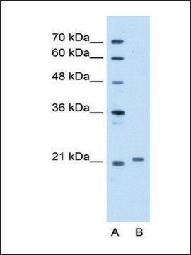 Anti-TCAP (AB2) antibody produced in rabbit IgG fraction of antiserum