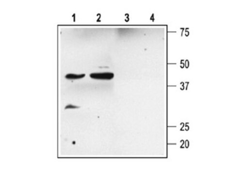 Anti-Slo&#946;2 Antibody Chemicon&#174;, from rabbit