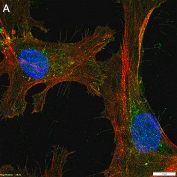 Anti-Neuropilin-1 Antibody, clone 1H21 ZooMAb&#174; Rabbit Monoclonal recombinant, expressed in HEK 293 cells