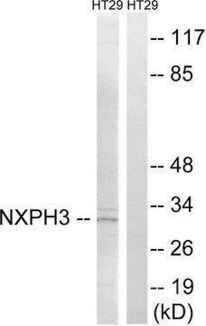 Anti-NXPH3 antibody produced in rabbit affinity isolated antibody