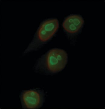 Anti-Nucleolina&#8722;Atto 488 1.5-3.0&#160;mg/mL, affinity isolated antibody, buffered aqueous solution