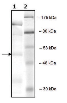 cKit active human recombinant, expressed in baculovirus infected Sf9 cells, &#8805;70% (SDS-PAGE)