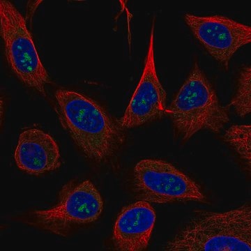 Monoclonal Anti-USP46 antibody produced in mouse Prestige Antibodies&#174; Powered by Atlas Antibodies, clone CL0364, purified immunoglobulin, buffered aqueous glycerol solution