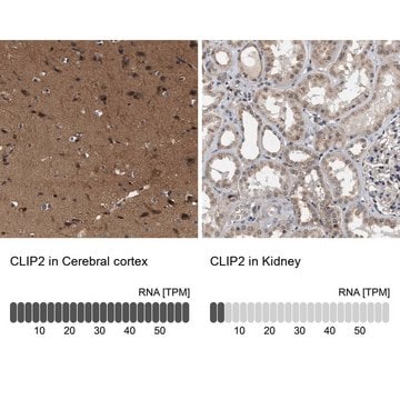 Anti-CLIP2 antibody produced in rabbit Prestige Antibodies&#174; Powered by Atlas Antibodies, affinity isolated antibody, buffered aqueous glycerol solution